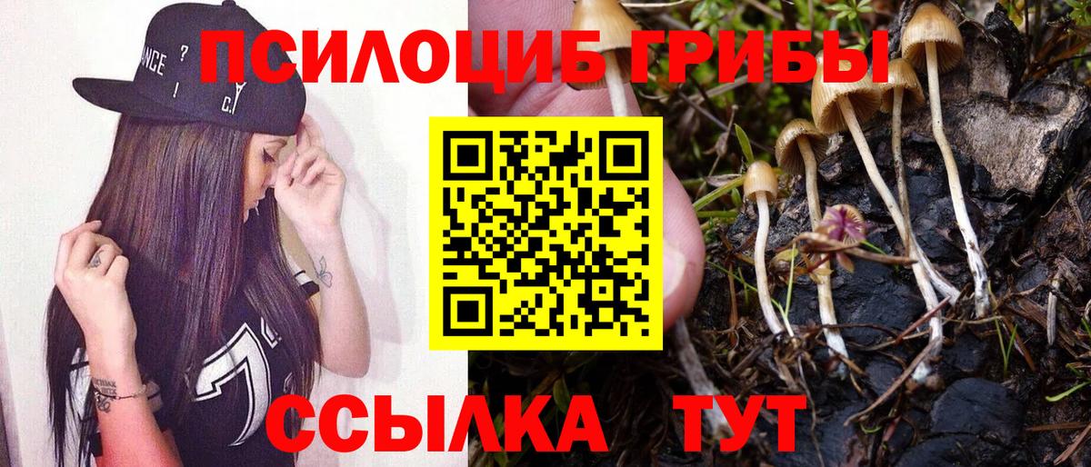 Галлюциногенные грибы Psilocybe Кондопога